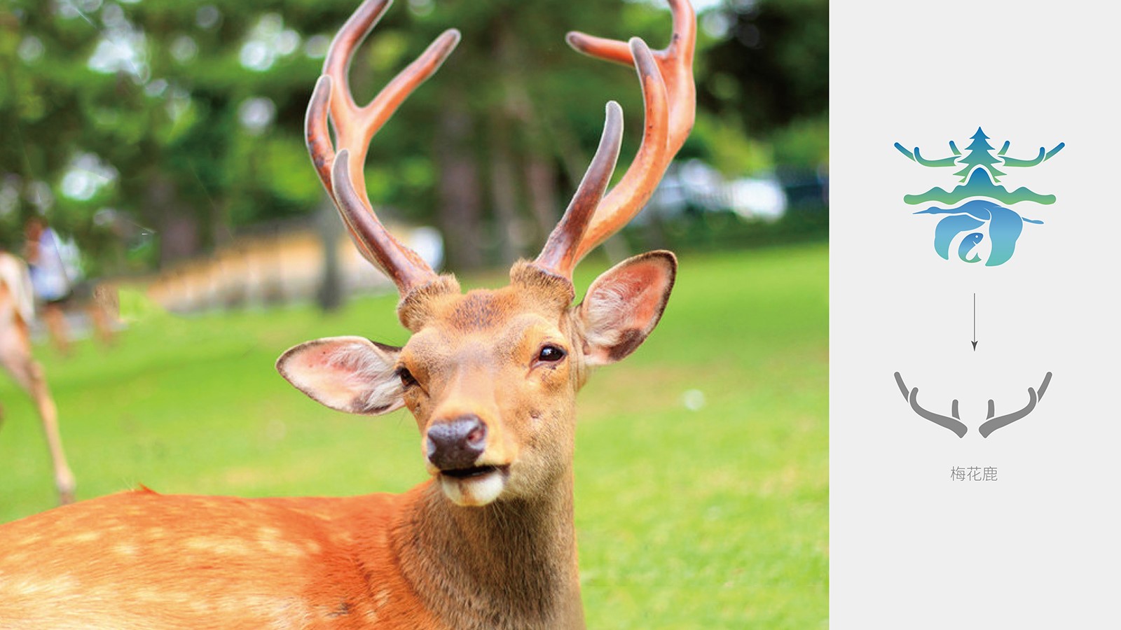 企業(yè)vi設計報價較低可以選擇嗎