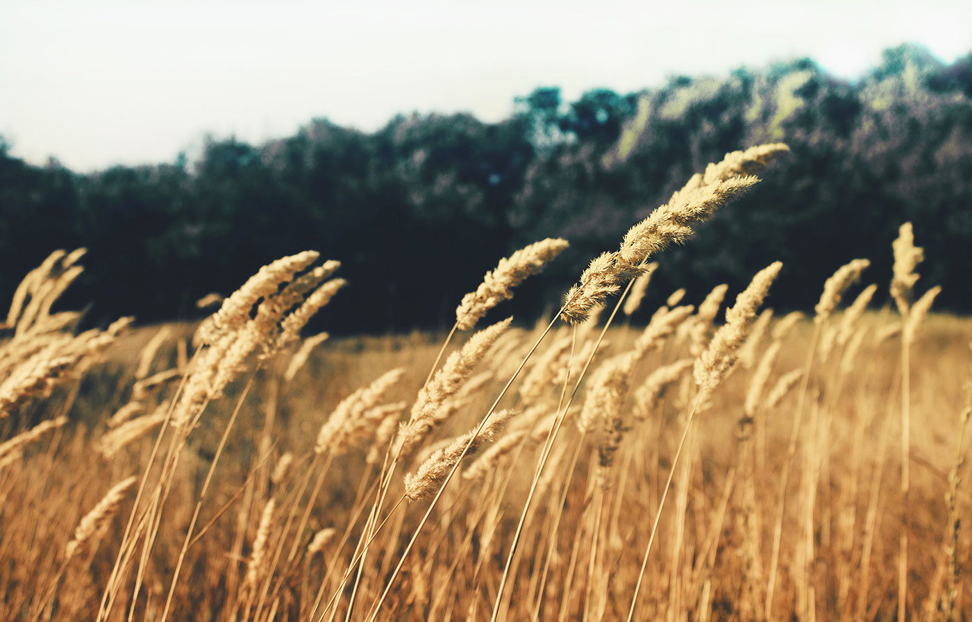 鄉村特色飲料啤酒包裝設計